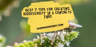 Best 7 Tips for Creating Biodiversity in a Concrete Yard