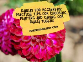 Dahlias For Beginners Practical Tips For Choosing, Planting And Caring For Dahlia Tubers