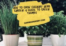 How to Grow Culinary Herb Garden A Guide to Green Thumbs