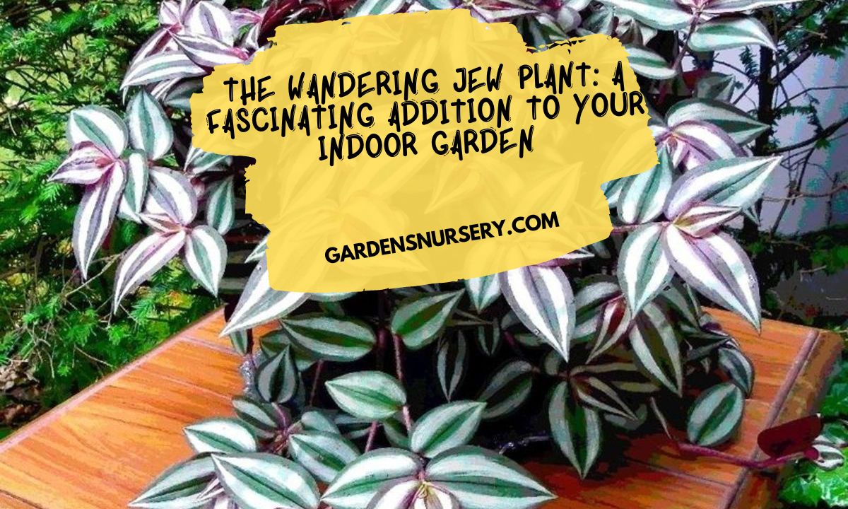 The Wandering Jew Plant A Fascinating Addition to Your Indoor Garden