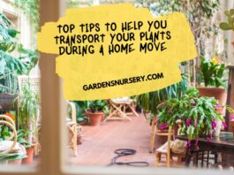 Top Tips to Help You Transport Your Plants During a Home Move