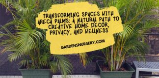 Transforming Spaces with Areca Palms A Natural Path to Creative Home Decor, Privacy, and Wellness