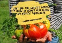 What Are The Easiest Foods To Grow At Home Our Guide For Novice Gardeners