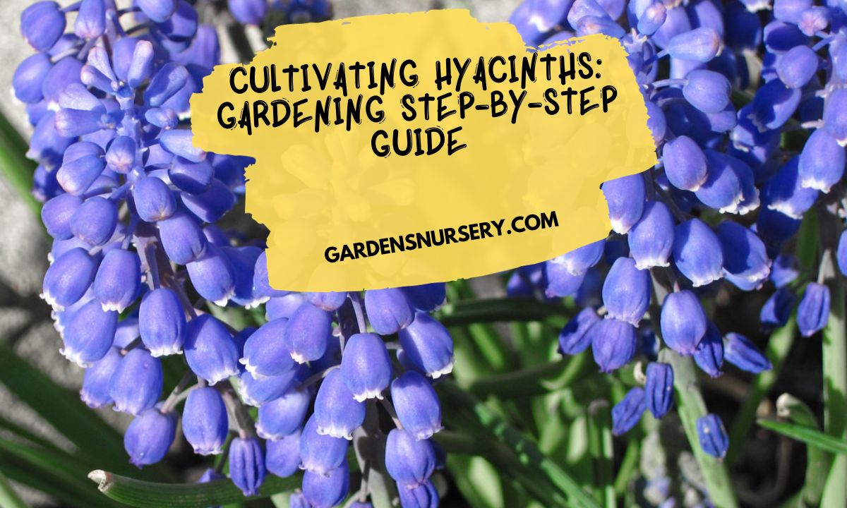 Cultivating Hyacinths Gardening Step-by-Step Guide