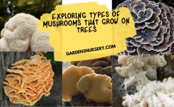 Exploring Types of Mushrooms That Grow on Trees