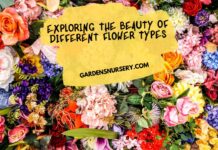 Exploring the Beauty of Different Flower Types