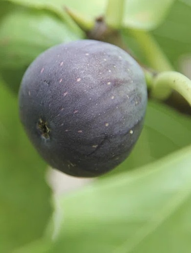 Fruiting Fig Tree Cultivation