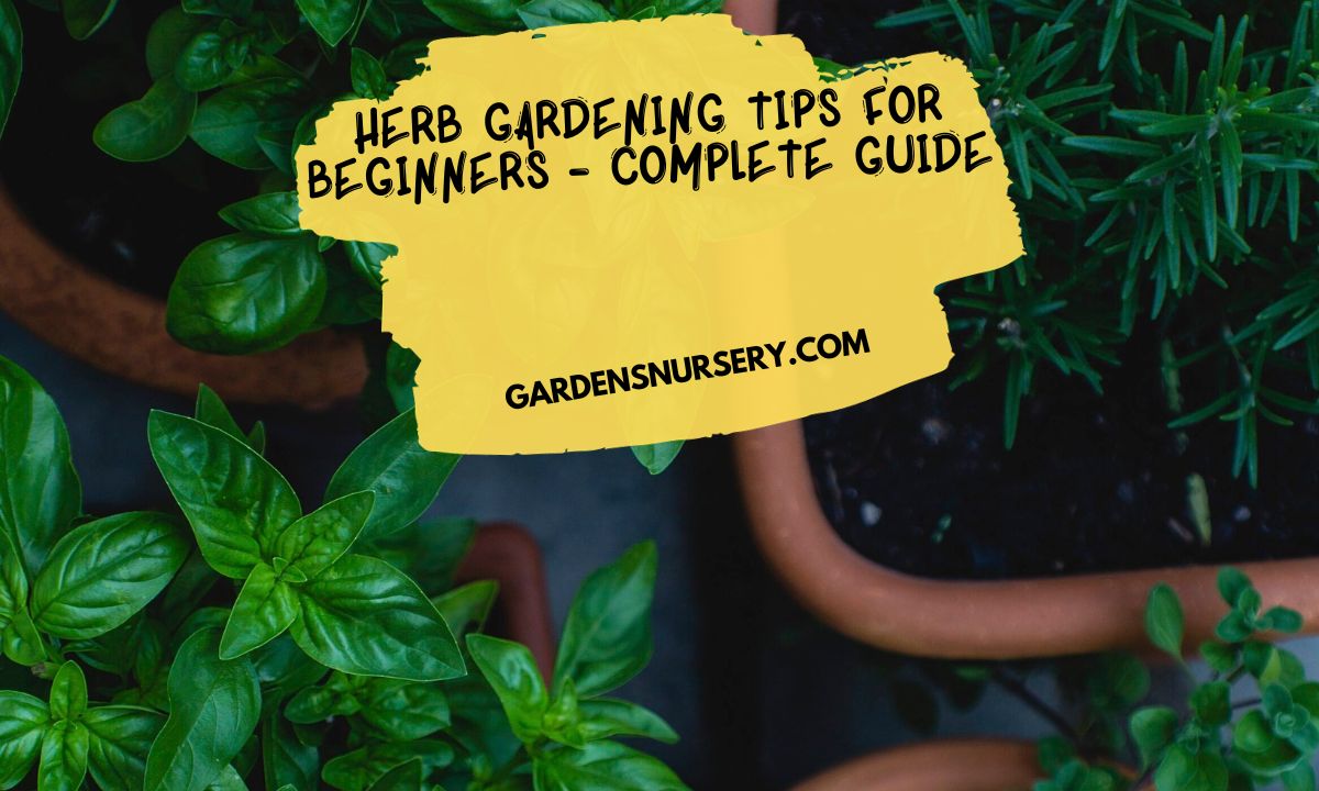 Herb Gardening Tips for Beginners - Complete Guide