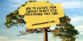 How to Elevate Your Garden's Beauty with Professional Tree Care