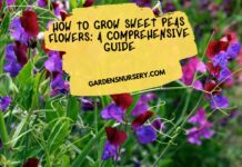 How to Grow Sweet Peas Flowers A Comprehensive Guide
