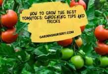 How to Grow the Best Tomatoes Gardening Tips and Tricks