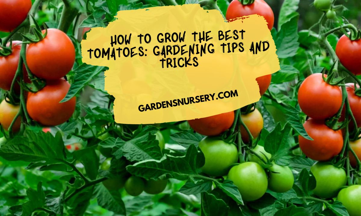 How to Grow the Best Tomatoes Gardening Tips and Tricks