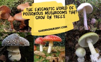 The Enigmatic World of Poisonous Mushrooms That Grow on Trees
