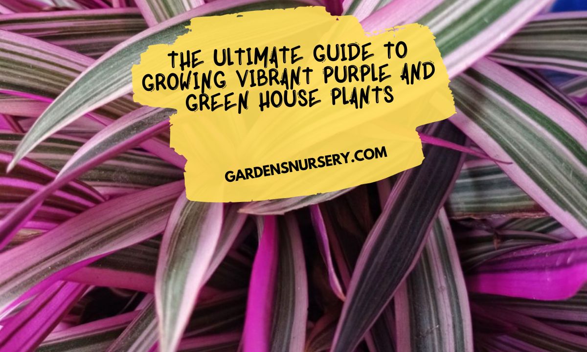 The Ultimate Guide to Growing Vibrant Purple and Green House Plants