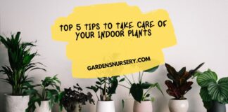 Top 5 Tips To Take Care Of Your Indoor Plants