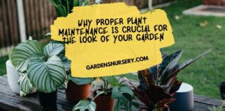 Why Proper Plant Maintenance is Crucial for the Look of Your Garden