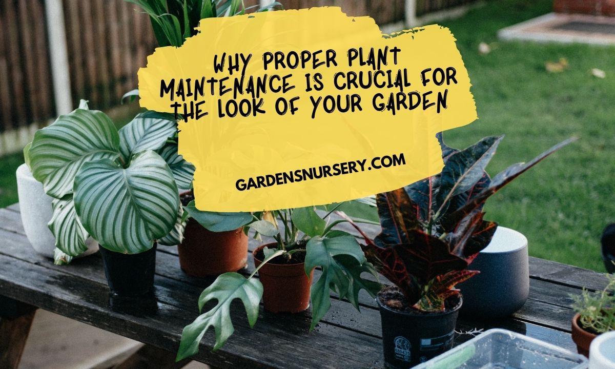 Why Proper Plant Maintenance is Crucial for the Look of Your Garden