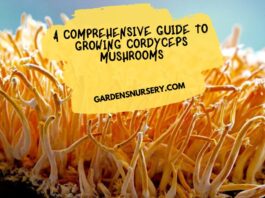A Comprehensive Guide to Growing Cordyceps Mushrooms