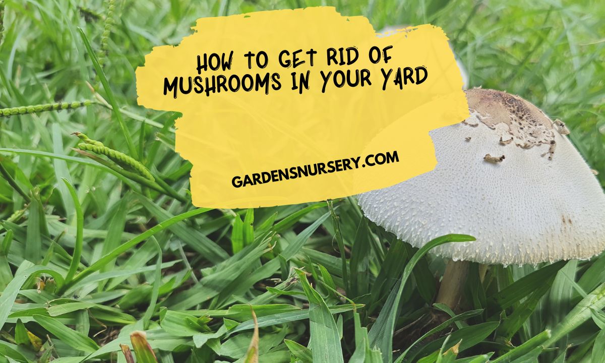 How to Get Rid of Mushrooms in Your Yard
