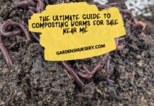 The Ultimate Guide to Composting Worms for Sale Near Me