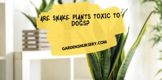 Are Snake Plants Toxic to Dogs