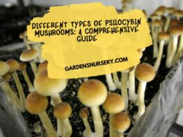 Different Types of Psilocybin Mushrooms A Comprehensive Guide