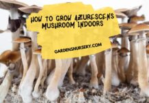 How To Grow Azurescens Mushroom Indoors