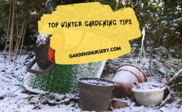 Top Winter Gardening Tips