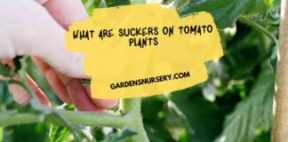 What Are Suckers On Tomato Plants