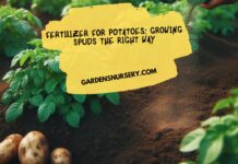 Fertilizer for Potatoes Growing Spuds the Right Way